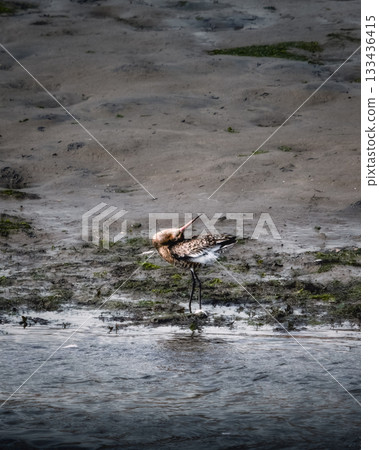 A Godwit stands in a muddy estuary, preening its feathers in shallow water. The bird's head is tilted back to reach its feathers, creating a unique pose. 133436415