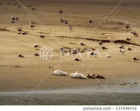 Seagulls and Swans Gather on Sandy Beach During Daytime near Water. 133436416