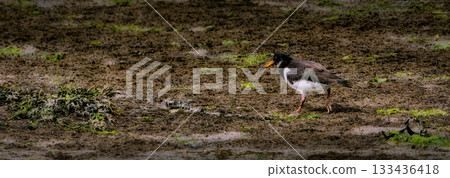 A Eurasian Oystercatcher with black head and wings and white body walks on muddy ground near the water, foraging for food amongst the plants and wet soil. A Eurasian Oystercatcher with black head and wings and white body walks on muddy ground near the water, foraging for food amongst the plants and wet soil. 133436418