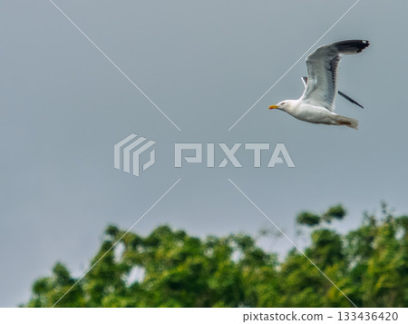 A white and grey seagull soars through the air, its wings spread wide. Green trees are visible below, contrasting with the overcast sky above on a cloudy day. 133436420