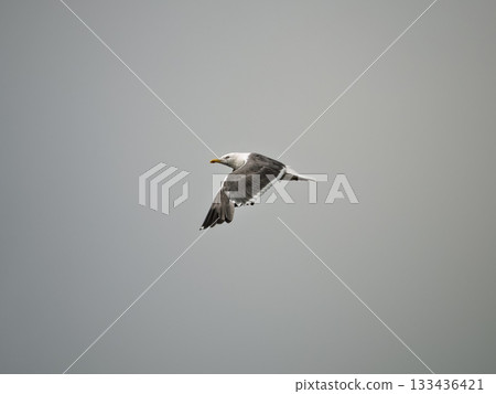 A Herring Gull flies, its wings extended. The bird is gray and white, with a yellow beak. The sky behind it is a uniform gray color. 133436421