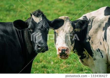 Two curious black and white cows stand close together in a grassy field. One is solid black, and the other has black and white spots. They both appear to be staring at something. Two curious black and white cows stand close together in a grassy field. One is solid black, and the other has black and white spots. They both appear to be staring at something. 133436427