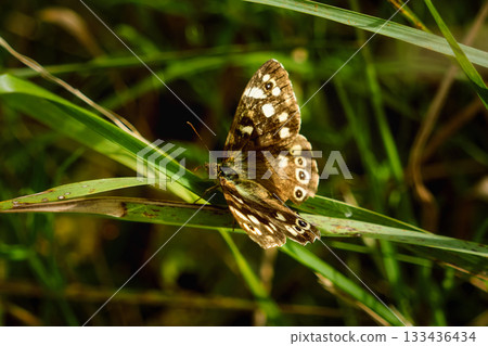 A speckled wood butterfly rests delicately on a blade of grass, its wings a mosaic of brown and cream hues. A speckled wood butterfly rests delicately on a blade of grass, its wings a mosaic of brown and cream hues. 133436434