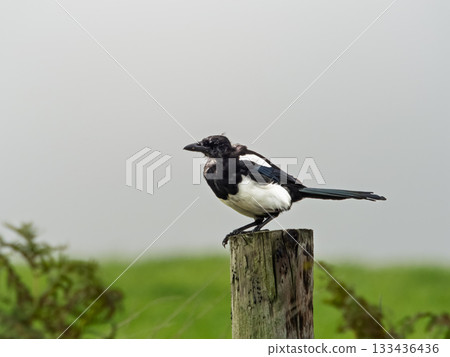 Magpie resting on top of an old wooden post in a rural area. Magpie resting on top of an old wooden post in a rural area. 133436436
