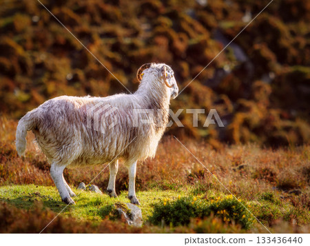 A beautiful sheep stands peacefully in a field of wildflowers in Ireland. It is sunset, and the light is golden. The sheep looks to the right. A beautiful sheep stands peacefully in a field of wildflowers in Ireland. It is sunset, and the light is golden. The sheep looks to the right. 133436440
