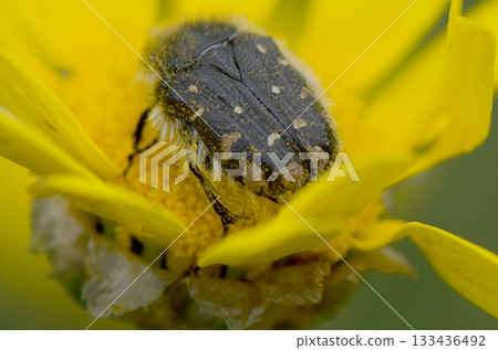 Colorful beetle exploring a vibrant yellow flower in a sunny meadow during the spring season 133436492