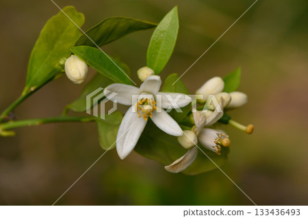 Delicate white citrus blossoms bloom under soft sunlight in a serene garden during springtime 133436493
