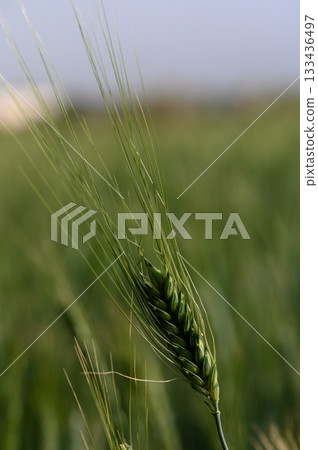 Vibrant green wheat stalk sways gently under a bright blue sky in a vast field during the warm afternoon sun 133436497