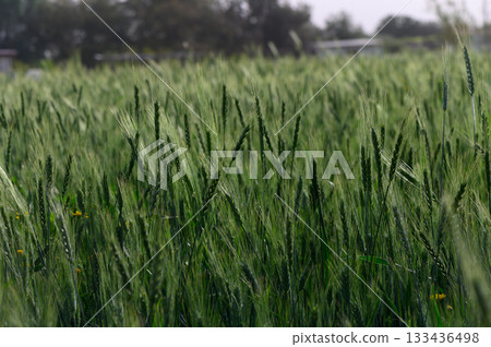 Lush green wheat field swaying gently under the warm afternoon sun in a serene rural landscape Lush green wheat field swaying gently under the warm afternoon sun in a serene rural landscape 133436498