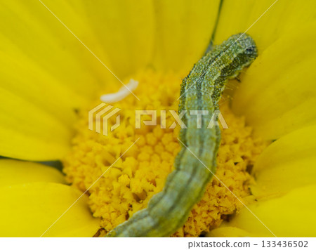 Green caterpillar explores the vibrant yellow blossom during a sunlit spring afternoon in a lush garden 133436502