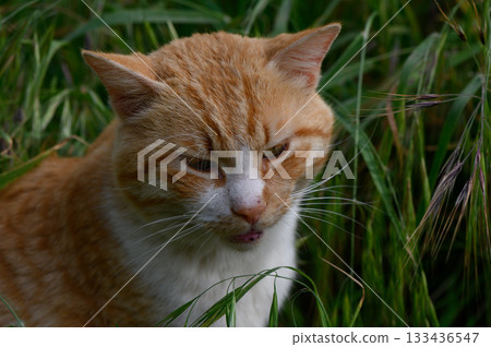 Orange tabby cat exploring lush greenery under soft sunlight in a serene garden setting Orange tabby cat exploring lush greenery under soft sunlight in a serene garden setting 133436547