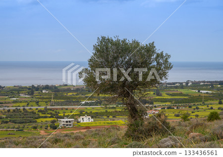 Vibrant landscape captures serene olive tree standing watch over lush fields and tranquil sea under a clear blue sky near coastal village Vibrant landscape captures serene olive tree standing watch over lush fields and tranquil sea under a clear blue sky near coastal village 133436561
