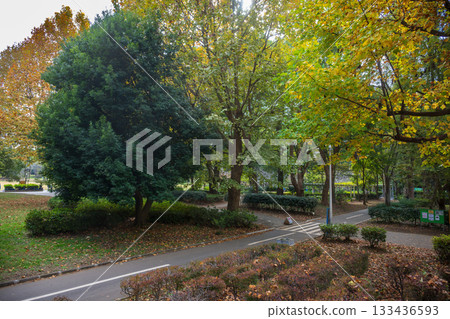 船橋市行田公園秋葉漸黃,景色宜人 船橋市行田公園秋葉漸黃,景色宜人 133436593