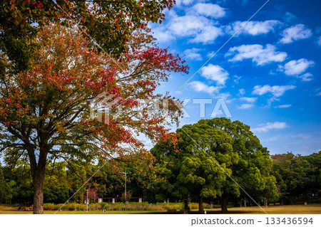 秋葉飄落的大櫸樹，船橋市行田公園 133436594