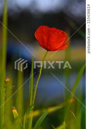 Vibrant red poppy swaying gently in the golden sunlight of a tranquil meadow during the warm afternoon Vibrant red poppy swaying gently in the golden sunlight of a tranquil meadow during the warm afternoon 133436614