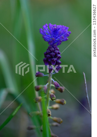 Beautiful purple wildflower stands tall in a lush green meadow during a serene afternoon 133436627