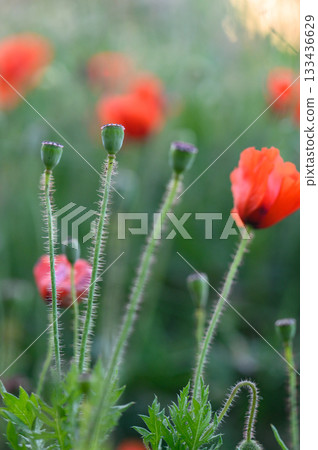 Vibrant red poppies dancing in the gentle breeze under the warm sunlight in a lush green field at dawn 133436629