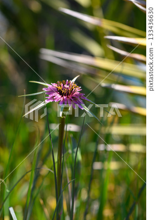 A vibrant bloom stands tall amidst lush green grasses in a sunlit meadow, capturing the essence of nature's beauty and tranquility A vibrant bloom stands tall amidst lush green grasses in a sunlit meadow, capturing the essence of nature's beauty and tranquility 133436630