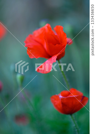 Vibrant red poppies bloom gracefully in a tranquil meadow during a serene spring afternoon Vibrant red poppies bloom gracefully in a tranquil meadow during a serene spring afternoon 133436650
