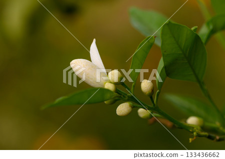 Delicate white flower blooming among vibrant green leaves in the warm glow of late spring Delicate white flower blooming among vibrant green leaves in the warm glow of late spring 133436662