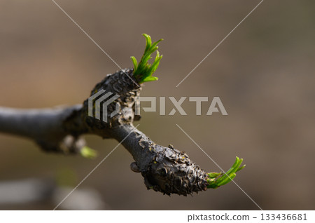 New life emerges from a gnarled tree branch during early spring in a serene forest setting 133436681