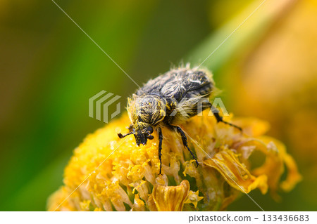 Buzzing close-up of a bee gathering nectar from a vibrant yellow flower on a sunny day in a lush garden 133436683