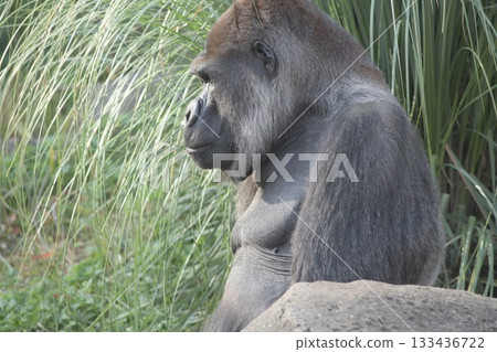 一隻友善的大猩猩擔任照片模特 133436722