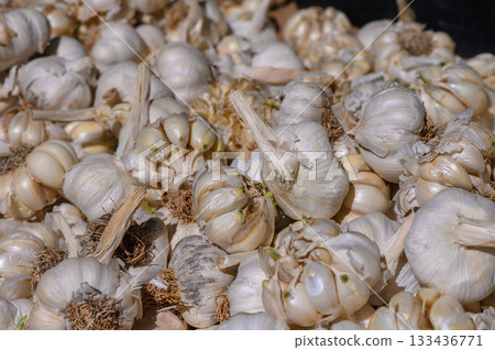 Harvesting fresh garlic in a sunlit field during the early morning hours of late summer 133436771