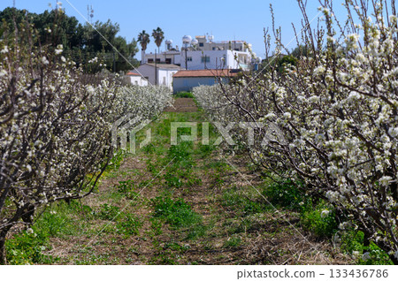 Blossoming orchard in springtime captures the essence of nature's beauty amidst white flowers and greenery 133436786