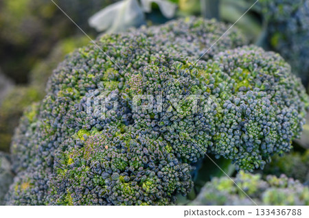 Freshly harvested broccoli surrounded by leafy greens on a sunny day in an organic farm Freshly harvested broccoli surrounded by leafy greens on a sunny day in an organic farm 133436788
