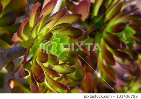 Succulent plants thrive in vibrant shades under golden sunlight in a serene garden setting Succulent plants thrive in vibrant shades under golden sunlight in a serene garden setting 133436789