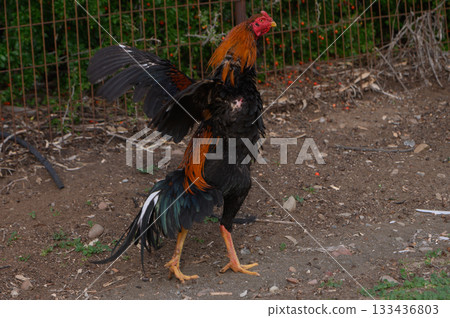 Majestic rooster displaying vibrant plumage in a rural farmyard under soft afternoon light 133436803