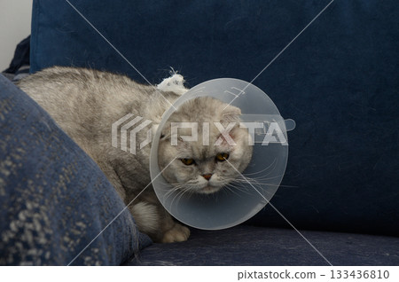 Cat wearing a cone of shame resting on a cozy couch while looking unamused after a vet visit in a stylish living room Cat wearing a cone of shame resting on a cozy couch while looking unamused after a vet visit in a stylish living room 133436810
