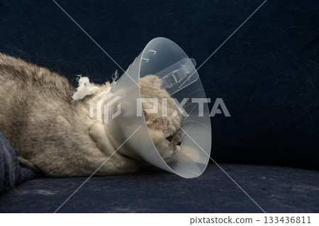 Cat resting with a cone collar on a cozy blue couch after a visit to the vet for a medical procedure 133436811