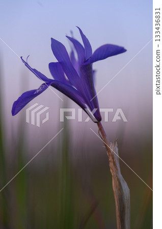 Majestic purple bloom stands tall in a serene meadow at dusk, capturing the tranquil beauty of nature artistry Majestic purple bloom stands tall in a serene meadow at dusk, capturing the tranquil beauty of nature artistry 133436831