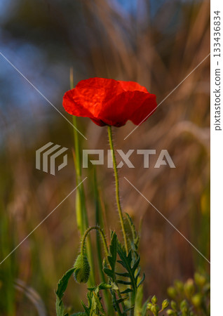 Vibrant red poppy standing tall against a blurred backdrop of golden grass at sunset 133436834