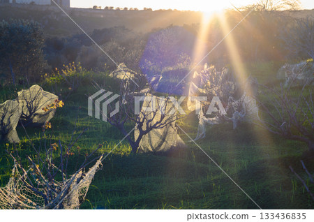 Morning light bathes the olive grove as nature awakens with delicate webs in a serene landscape 133436835