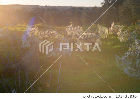 Harvesting olives in a serene landscape at sunset with nets protecting the trees from birds and debris 133436836