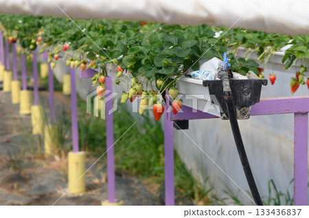 Vibrant strawberry plants thrive in a unique hydroponic farm setup on a sunny afternoon Vibrant strawberry plants thrive in a unique hydroponic farm setup on a sunny afternoon 133436837