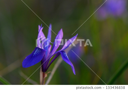 Vibrant purple flower dances in the gentle breeze at dawn among lush greenery Vibrant purple flower dances in the gentle breeze at dawn among lush greenery 133436838