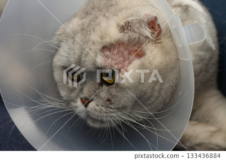 Fluffy grey cat in a protective collar recovering from surgery in a cozy room Fluffy grey cat in a protective collar recovering from surgery in a cozy room 133436884