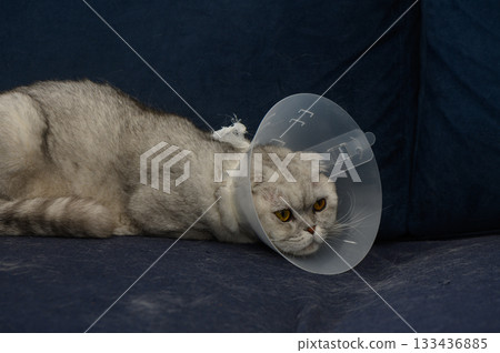 Cat relaxes with a cone collar after a visit to the vet in a cozy living room Cat relaxes with a cone collar after a visit to the vet in a cozy living room 133436885