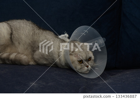 Cat wearing a cone relaxes on a couch in a cozy living room during the afternoon 133436887
