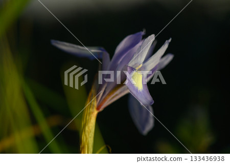 Delicate blue flower unfurls its petals in the soft morning light of a serene garden Delicate blue flower unfurls its petals in the soft morning light of a serene garden 133436938