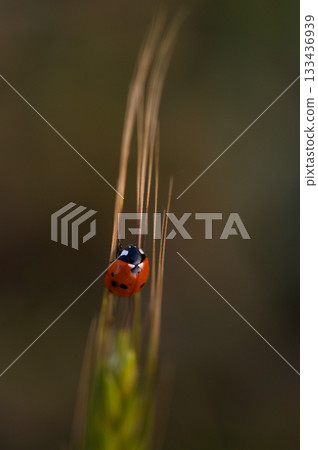 Bright ladybug perched on delicate grass blades in a serene natural setting during golden hour Bright ladybug perched on delicate grass blades in a serene natural setting during golden hour 133436939