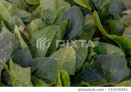 Freshly harvested spinach leaves displayed at a vibrant local market in mid-afternoon sunlight Freshly harvested spinach leaves displayed at a vibrant local market in mid-afternoon sunlight 133436961