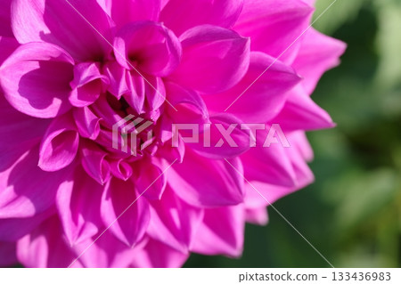 dahlia flowers are blooming 133436983