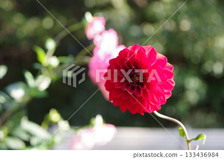 Red dahlia 133436984
