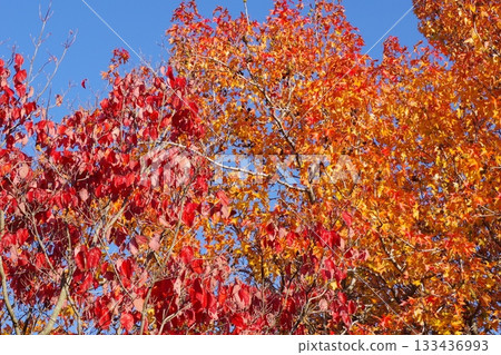 藍天下，秋葉鮮紅。 133436993