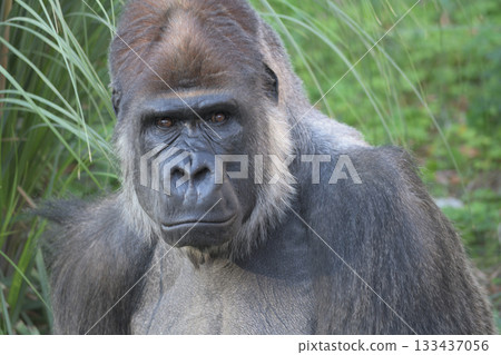 Gorilla portrait on a sunny autumn afternoon 133437056
